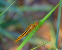 Crocothemis servilia