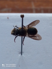 Osmia