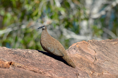 Petrophassa albipennis