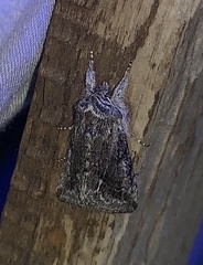 Pleromelloida conserta