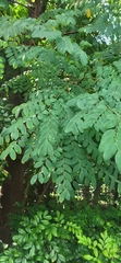 Adenanthera