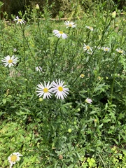 Aster shimadae