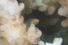 Gobiodon prolixus