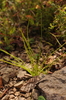 Strong Quillwort - Photo (c) Peter Schafran, some rights reserved (CC BY-NC), uploaded by Peter Schafran