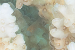 Gobiodon prolixus