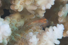 Gobiodon prolixus