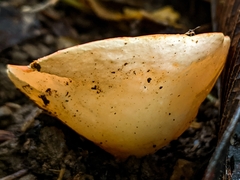 Phillipsia costaricensis