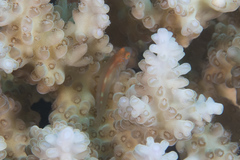 Gobiodon prolixus