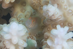 Gobiodon prolixus