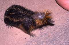 Hemicentetes semispinosus