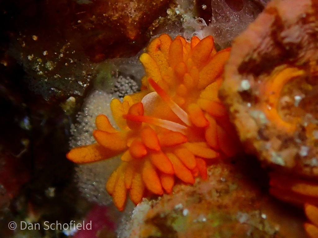 Blackgill Tenellia