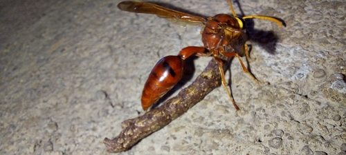Delta conoideum