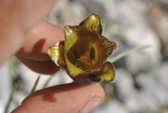Fritillaria acmopetala