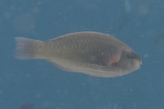 Scarus globiceps