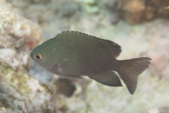 Pomacentrus callainus