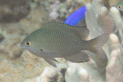 Pomacentrus callainus