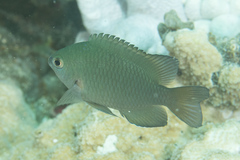 Pomacentrus callainus