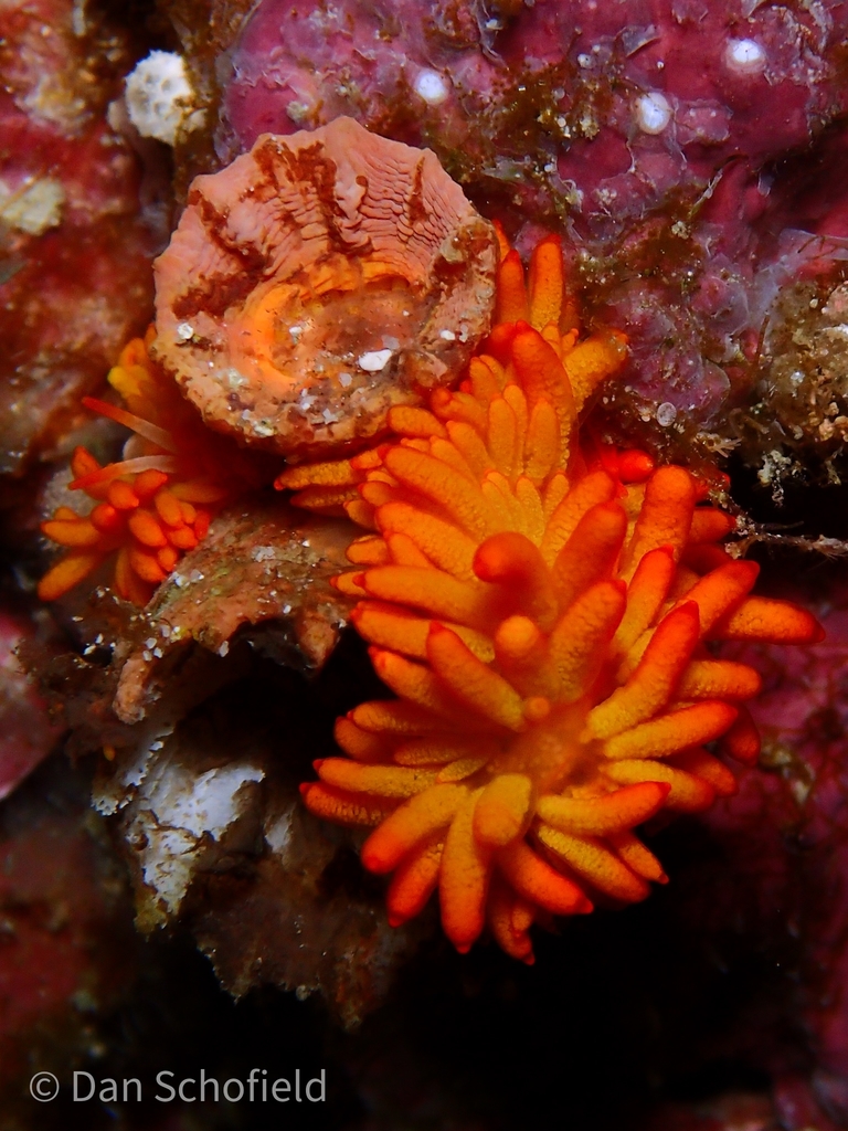 Blackgill Tenellia