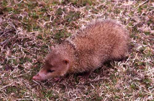 Tenrec ecaudatus