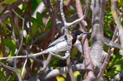 Pachycephala lanioides