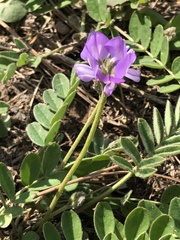 Gueldenstaedtia verna