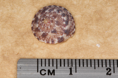 Clanculus brunneus