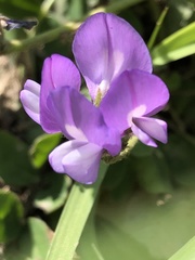 Gueldenstaedtia verna