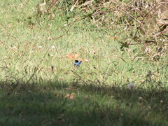 Malurus cyaneus cyaneus