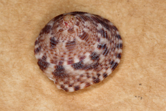 Clanculus brunneus