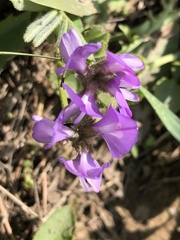 Gueldenstaedtia verna