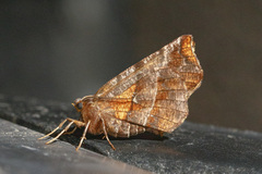 Selenia alciphearia
