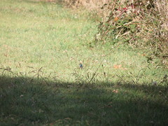 Malurus cyaneus cyaneus