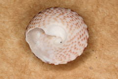 Clanculus brunneus