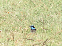 Malurus cyaneus cyaneus