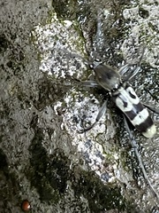 Chlorophorus reductus