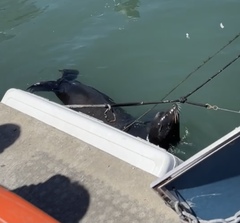 Zalophus californianus