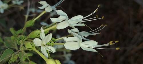 Sage glorybower