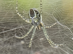 Cyrtophora cicatrosa