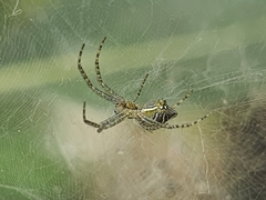 Cyrtophora cicatrosa