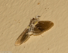 Apilocrocis novateutonialis