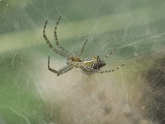 Cyrtophora cicatrosa