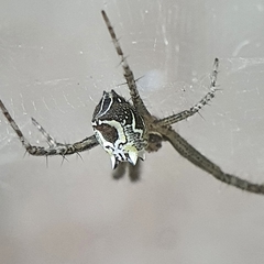 Cyrtophora cicatrosa