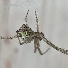 Cyrtophora cicatrosa