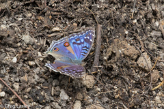 Junonia rhadama