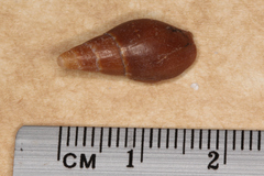 Isara carbonaria