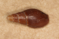 Isara carbonaria
