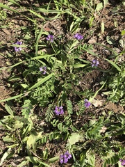 Gueldenstaedtia verna