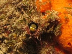 Blenniinae