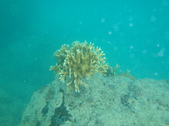 Millepora tenera