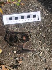 Vespertilio sinensis